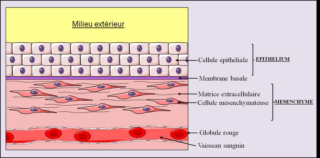 De La Cellule Au Tissu : Mésenchyme Et épithélium | Dossier